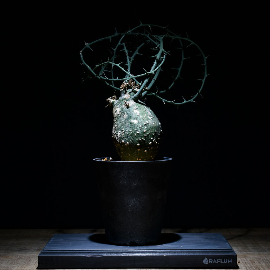 アデニアグロボーサベアルート