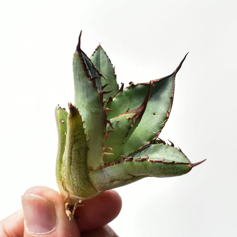 アガベ オテロイ 