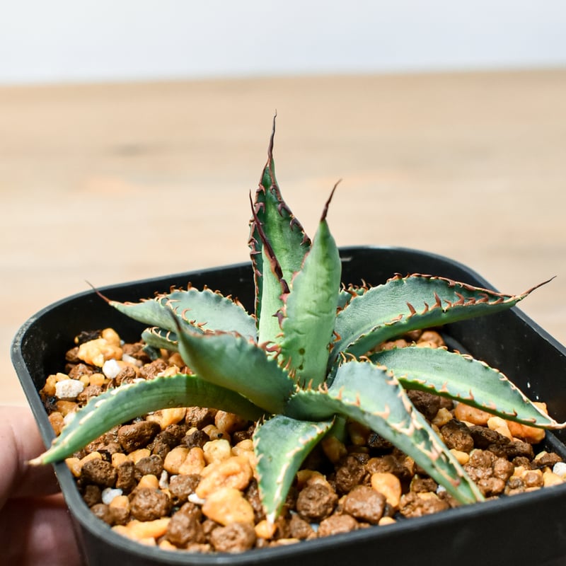 アガベ ハイブリット 