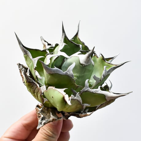 アガベ チタノタ "精品ハデス" / 精品黒帝斯、精品恐竜牙歯 【台湾 dragon agave産/中株/抜き苗】I