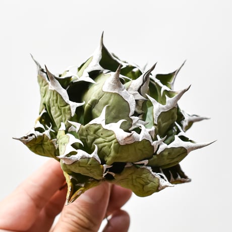 アガベ　FO-076　select株（コピスガーデン産） 2株セット アガベ FO-076 select株（コピスガーデン産） 2株セット fo76 | STORES