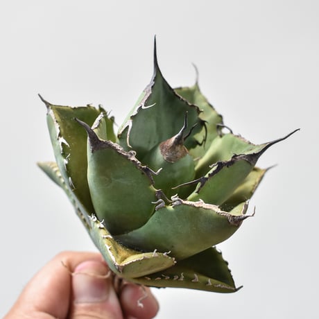 アガベ ブラックドラゴン（抜き苗）muffin様購入株・屋内管理3年株 アガベ ブラックドラゴン（抜き苗）muffin様購入株・屋内管理3年株