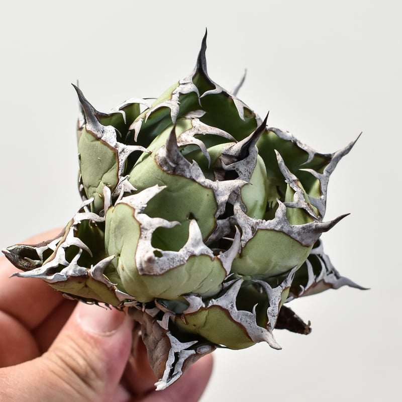 アガベ チタノタ 