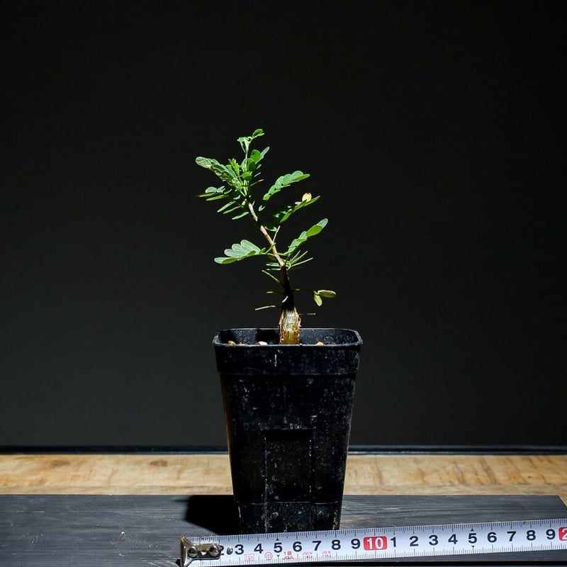 センナ メリディオナリス （実生株）RF22769 | RAFLUM / ラフラム