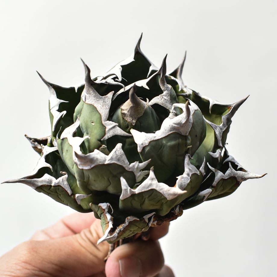 69b9506316b4e9499c509852