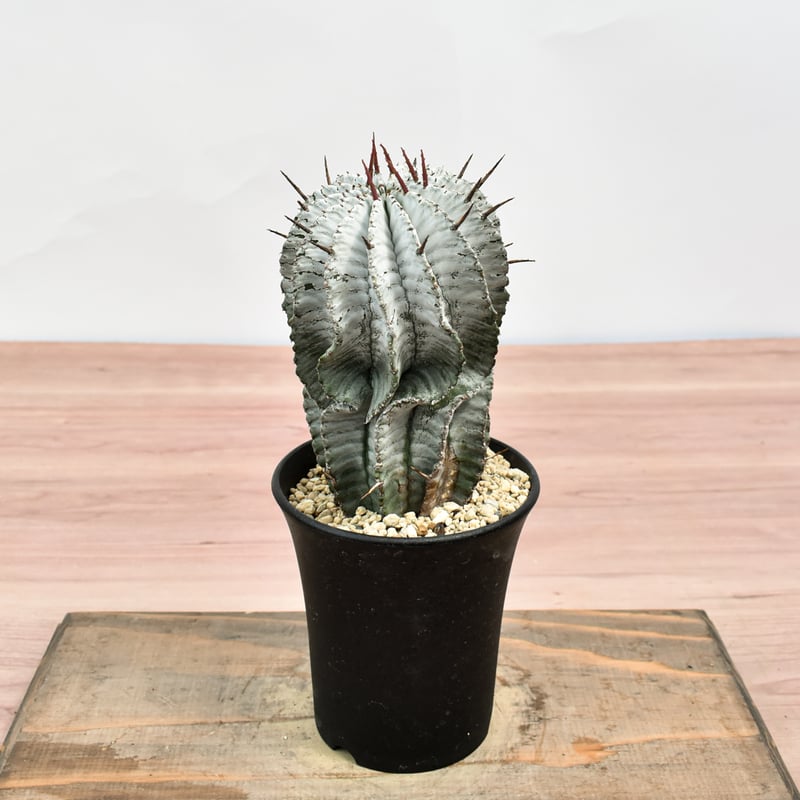 ユーフォルビア 