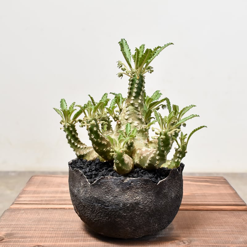 ドルステニア　ラブラニー　大株　美株 ドルステニア：ラブラニー 2.5号鉢植え* の通販 | 園芸ネット