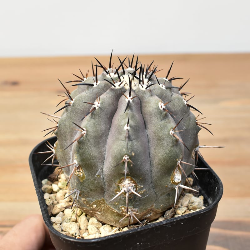 コピアポア シネレア 