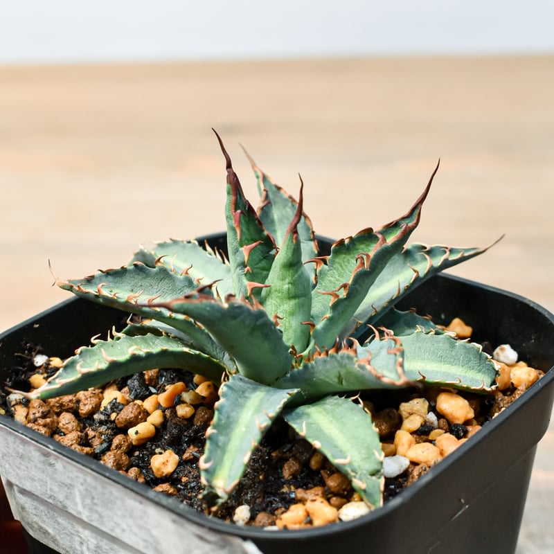 アガベ ハイブリット 