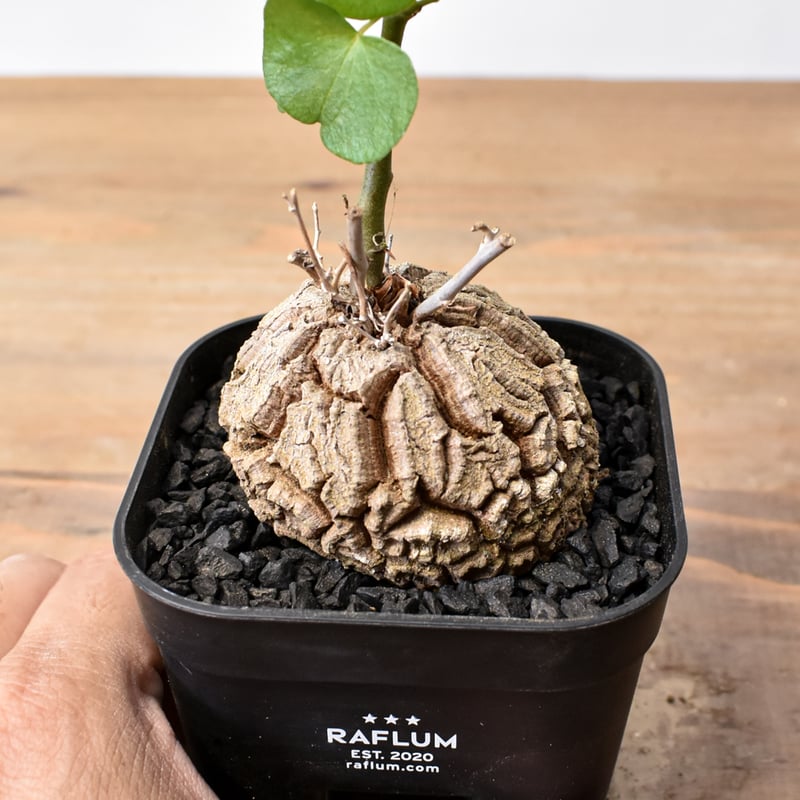 ディオスコレア・エレファンティペス