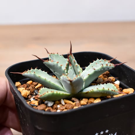 アガベ ハイブリット 日系イシスメンシス×象牙妖炎（陽炎エボリ）【台湾botanical_seeker産】RF25011406