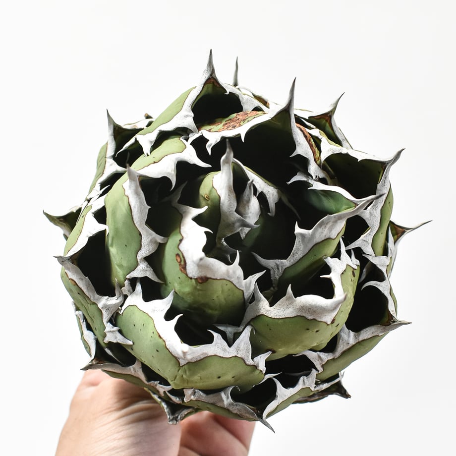 6745888454f09503c53547c8
