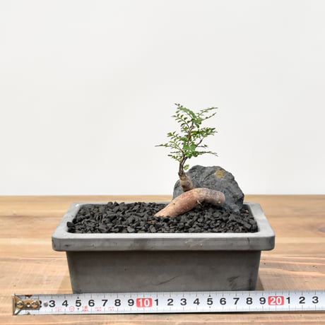 【“WACK” ON YOUR SIDE】オペルクリカリア パキプス WACK-B057