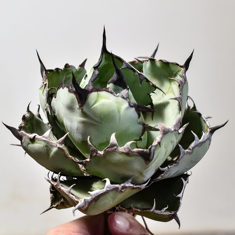 アガベ チタノタ ブラックアンドブルー / BB 