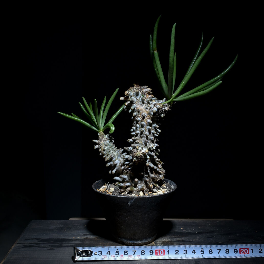 チレコドン ワリチー超特大発根済み株赤肌レア