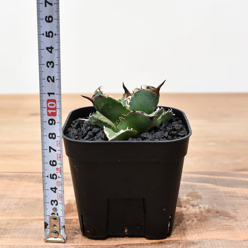 アガベ チタノタ 虎鯨 