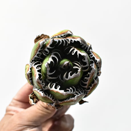 アガベ 精品ホリダ "精品狂刺霍利達"【台湾 dragon agave産/中株/抜き苗】C131