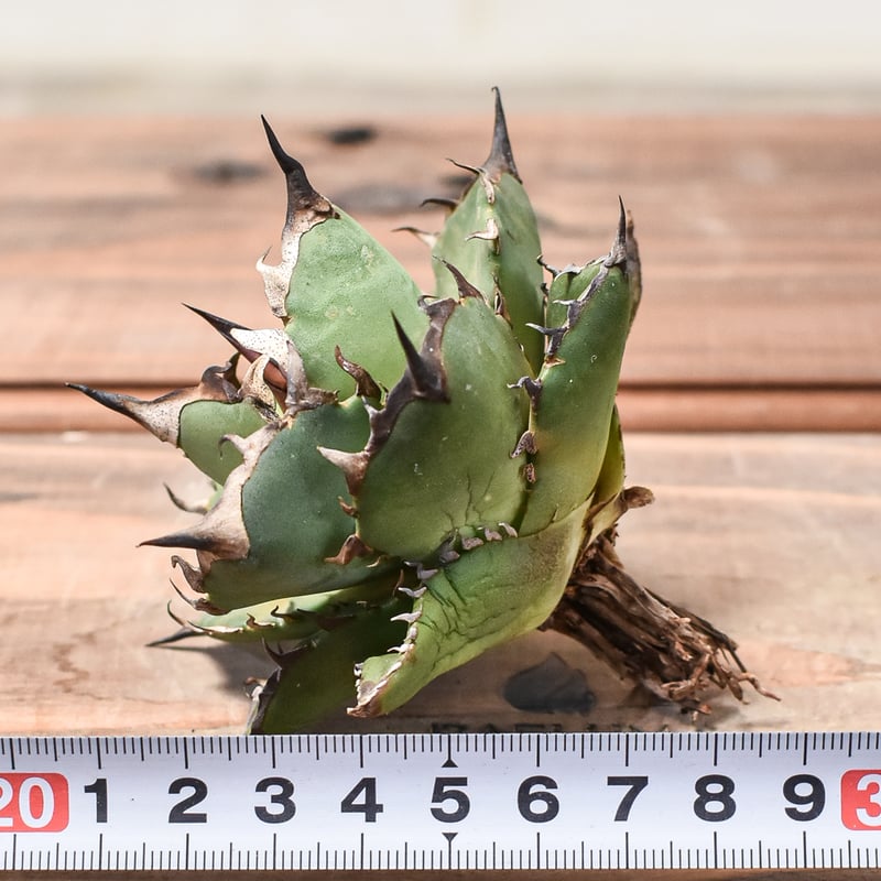 アガベ チタノタ ハデス / 黒帝斯、恐竜牙歯 【台湾 dragon