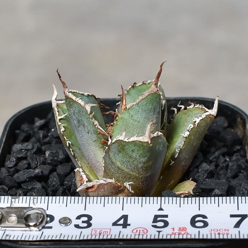 特選子株】アガベ チタノタ 