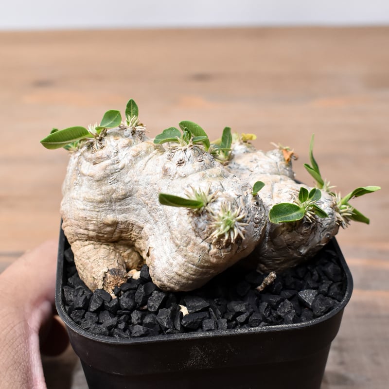 恵比寿笑　ブレビカウレ　検）グラキリス　パキプス パキポディウム ブレビカウレ 