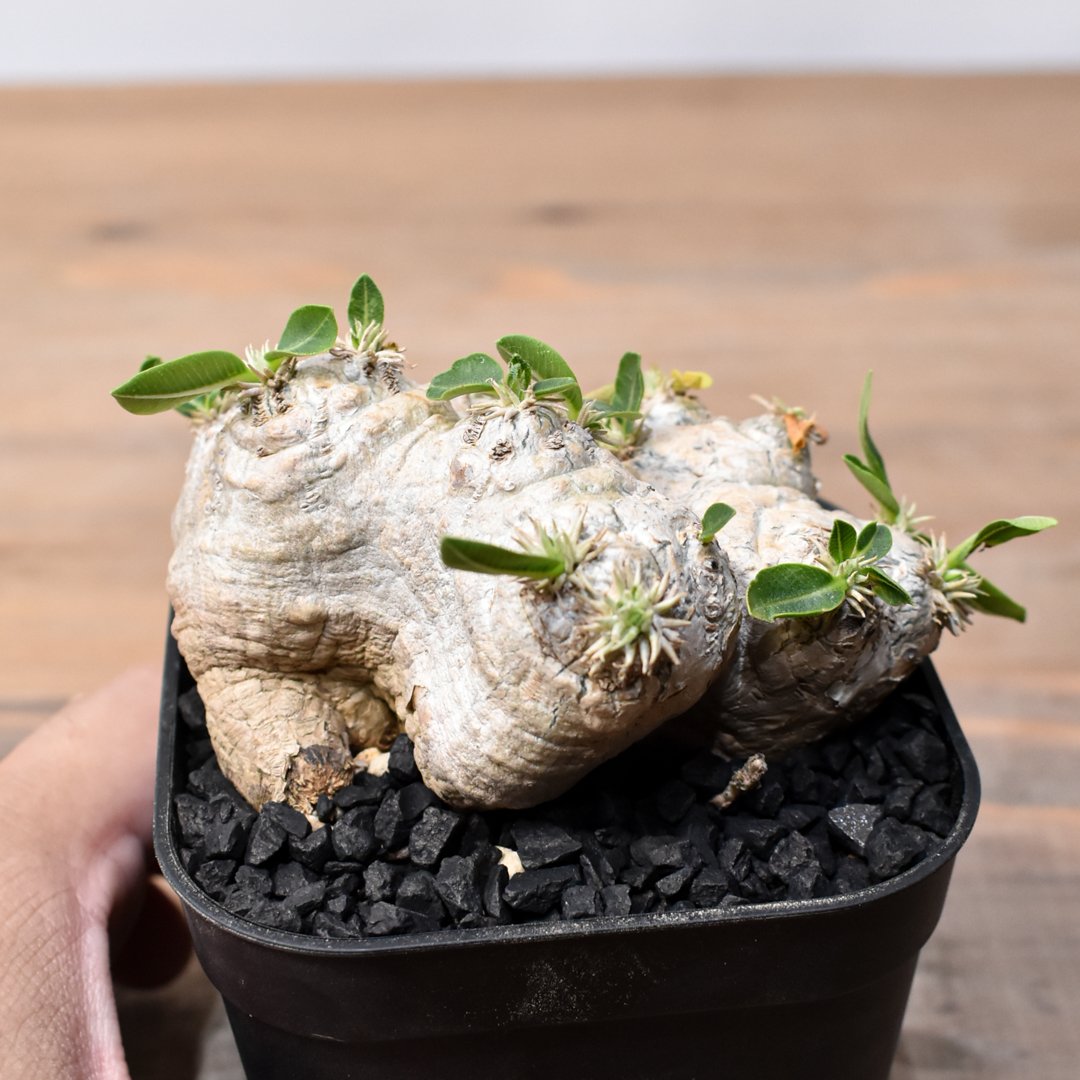 ブレビカウレ 恵比寿笑い幅17cm 検/パキプス　グラキリス ブレビカウレ 恵比寿笑い幅17cm 検/パキプス グラキリス ブレビカウレ