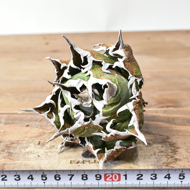 アガベ チタノタ “精品白鯨” 【台湾 dragon agave産/抜き苗/中株 アガベ チタノタ “精品白鯨” 【台湾 dragon agave産/抜き苗/中株