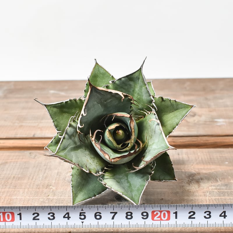 国内実生最高峰】アガベ オテロイ【OSPセレクト株 / 抜き苗