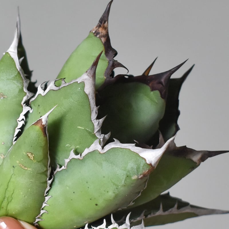 アガベ チタノタ ブラックファイヤー / ブラックフレイム /ブラック