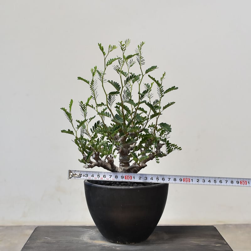 センナ メリディオナリス　発根済み センナ メリディオナリス （発根済み） RF231713(T) | RAFLUM