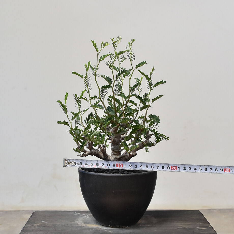 センナ メリディオナリス （発根済み） RF231713(T) | RAFLUM