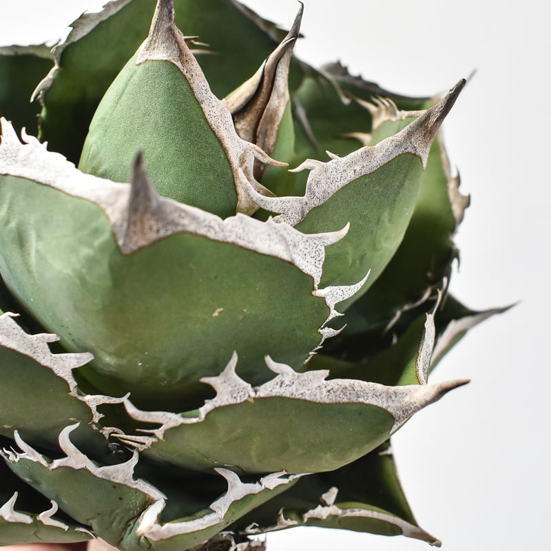 アガベ チタノタ 