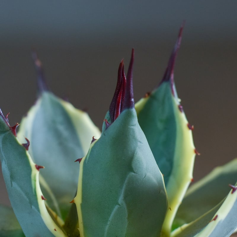 アガベ クリームスパイク （抜き苗販売）【グリーンとクリームの