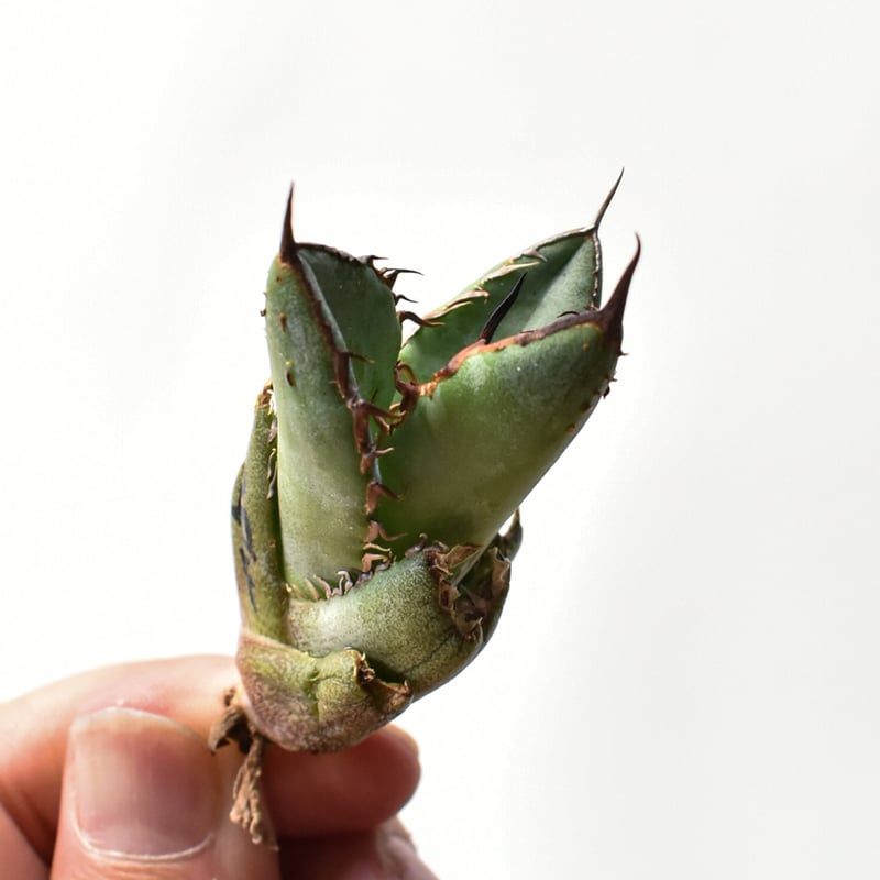 アガベ オテロイ 