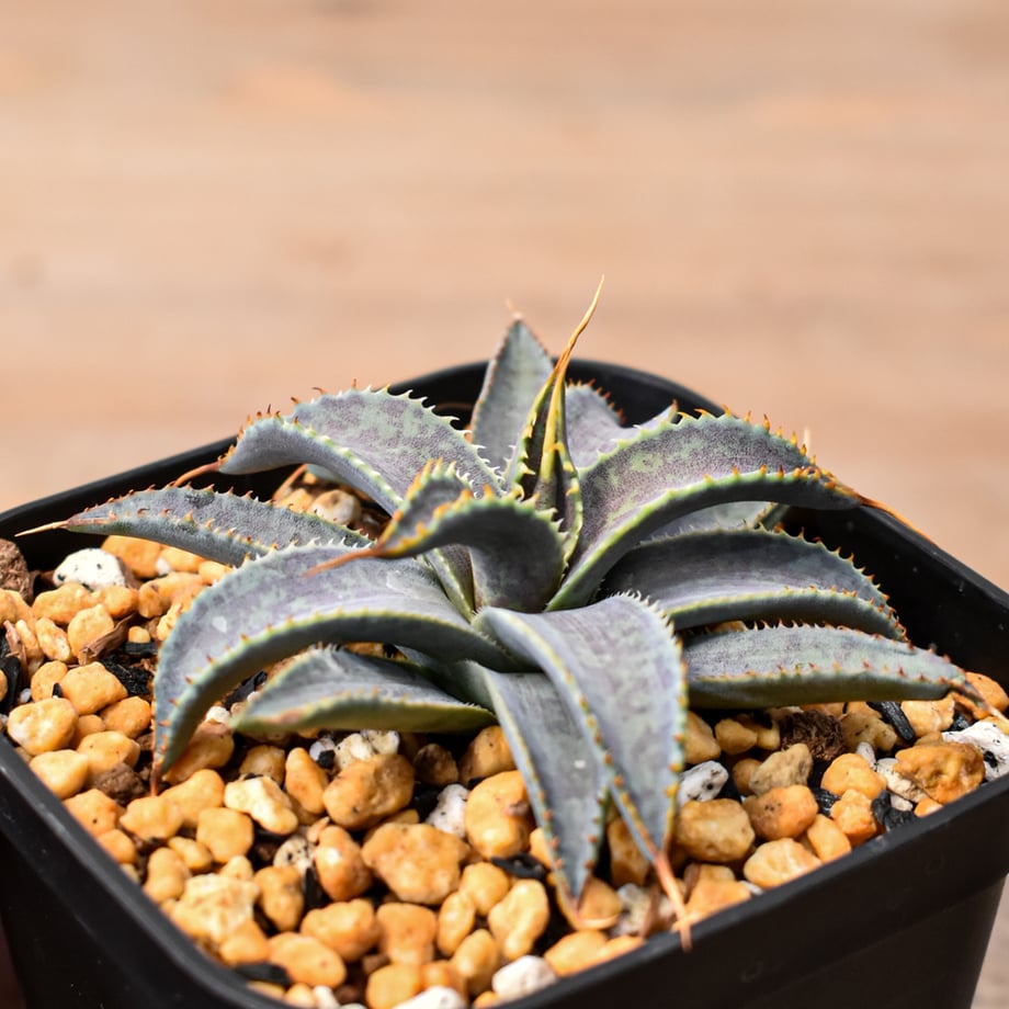 696f1bfcd87efe791717319c
