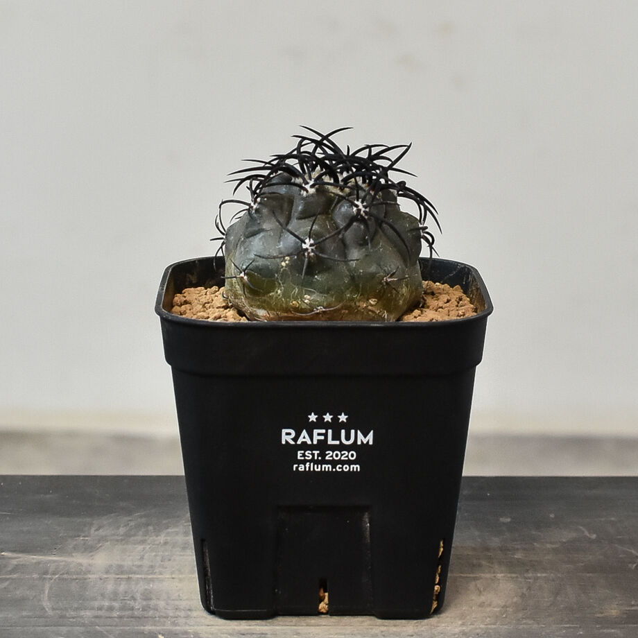 Copiapoa コピアポア グリセオビオラセア 栗星玉 黒王丸 - インテリア小物