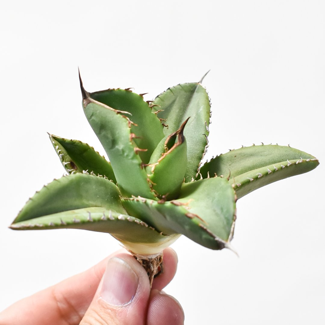 アガベ チタノタ 