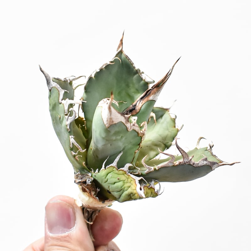 アガベ オテロイ実生株　loop plants産 アガベ オテロイ実生株 loop plants産 アガベ オテロイ実生株