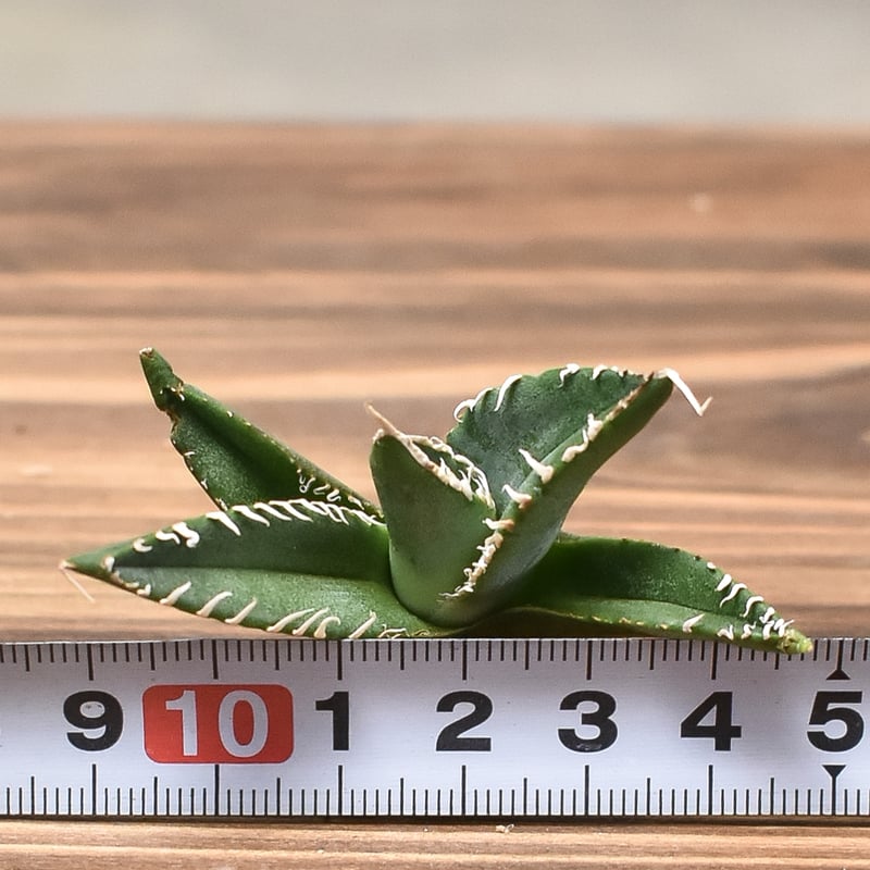 アガベ チタノタ 南アフリカダイヤモンド 