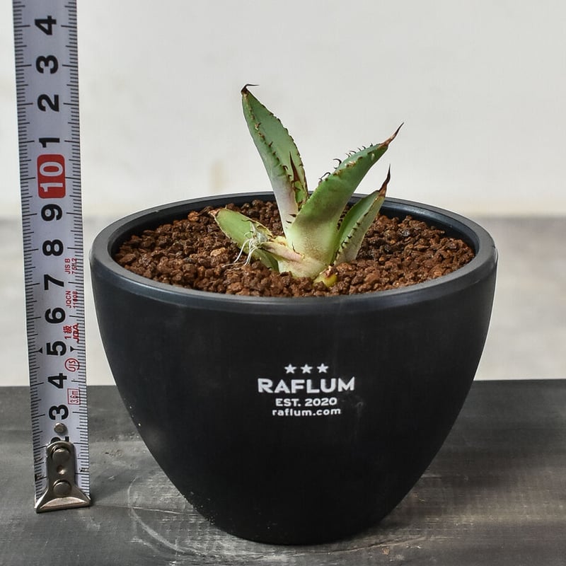 アガベ チタノタ 