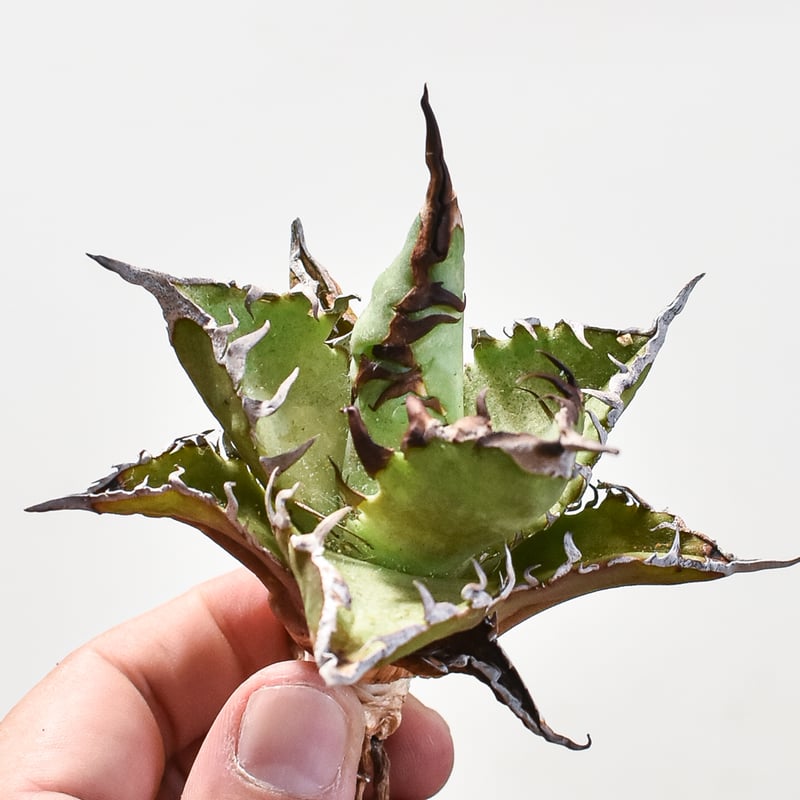 アガベ チタノタ チーター 