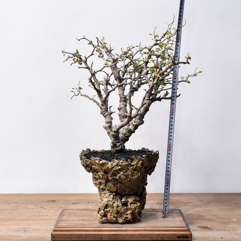 センナ メリディオナリス 