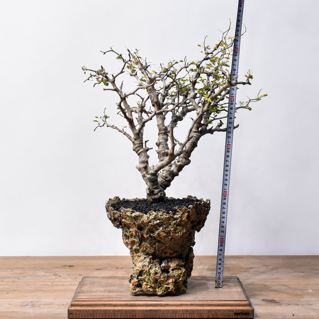 センナメリディオナリス 園芸ネット本店｜[ザ・ファームセレクト]センナ：メリディオナリス 3号