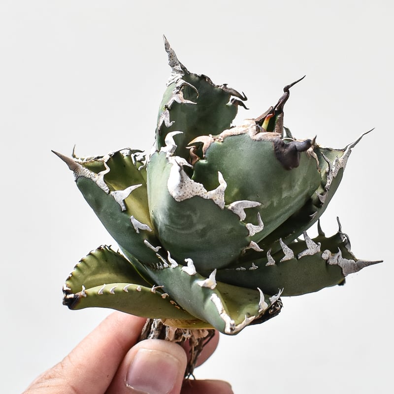 アガベ チタノタ ソーラーエクリプス 