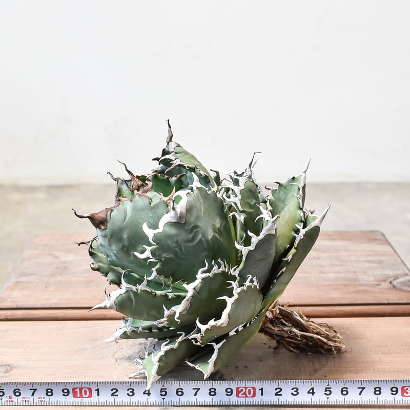 アガベ チタノタ ソーラーエクリプス 