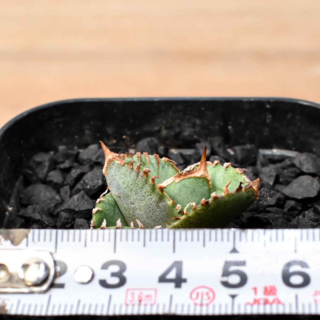 アガベ　チタノタ　大白鯊　ホホジロザメ　子株　発根済 アガベ チタノタ ホオジロザメ 