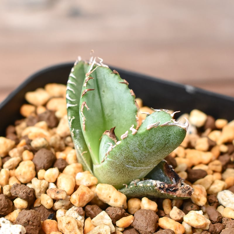 アガベ チタノタ 