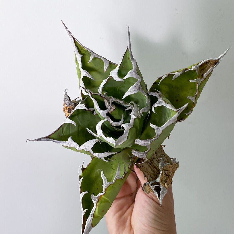 アガベ fo076 old チタノタ　オールド アガベ チタノタ FO-076 OLD （抜き苗販売）RF22836 | RAFLUM