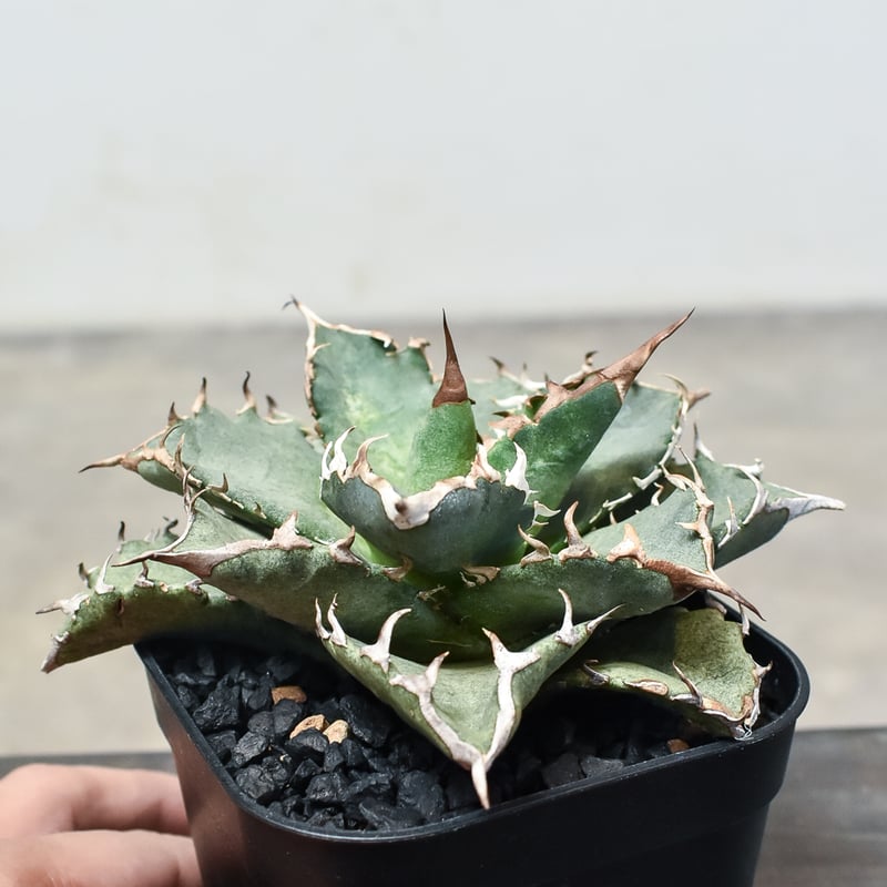 チタノタ「BBHM」短葉極美株 現品限り 発根活着済 チタノタ「BBHM」短葉極美株 現品限り 発根活着済 チタノタ「BBHM」短