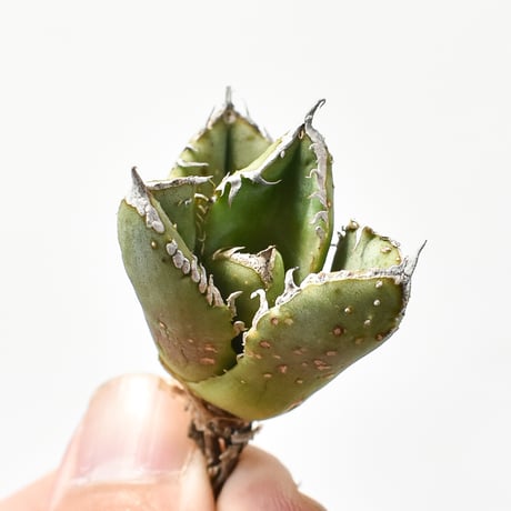 アガベ チタノタ 麻花龍  【台湾 berlin産/子株/抜き苗】G BE2402606(T)