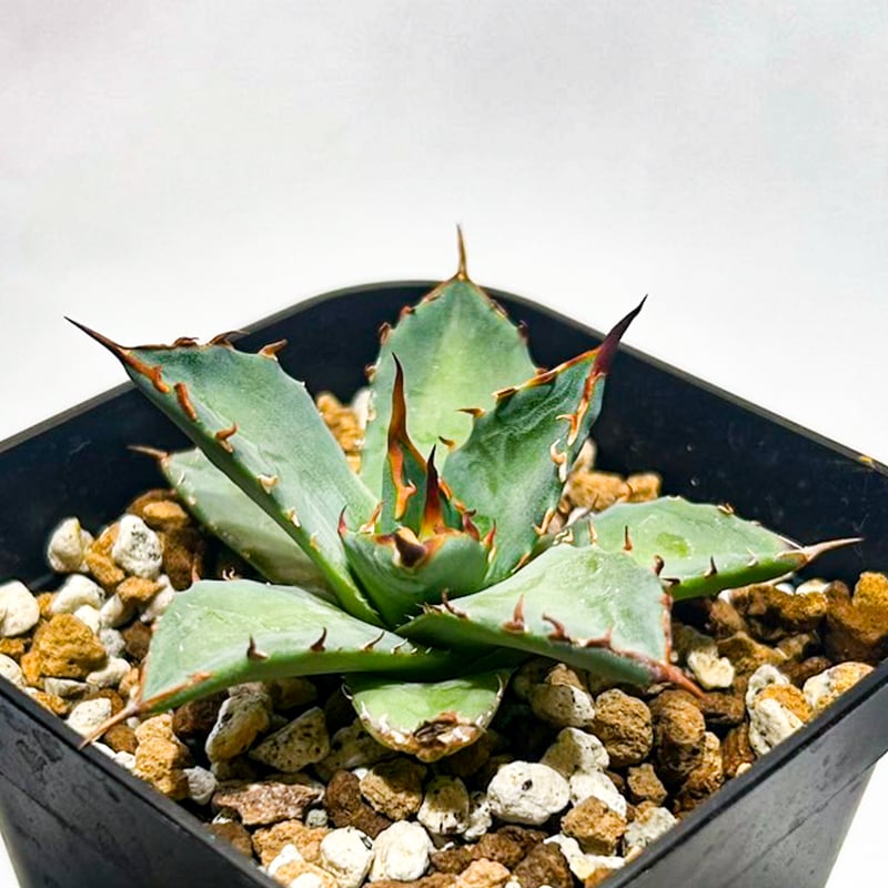 【希少】アガベ　妖炎✕黒帝斯　ユタエンシス✕ハデス　ハイブリッド　レア株です 希少】アガベ 妖炎✕黒帝斯 ユタエンシス✕ハデス ハイブリッド レア株です